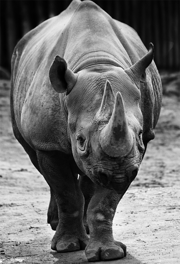 Nashorn im Kölner Zoo