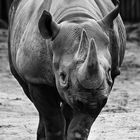 Nashorn im Kölner Zoo