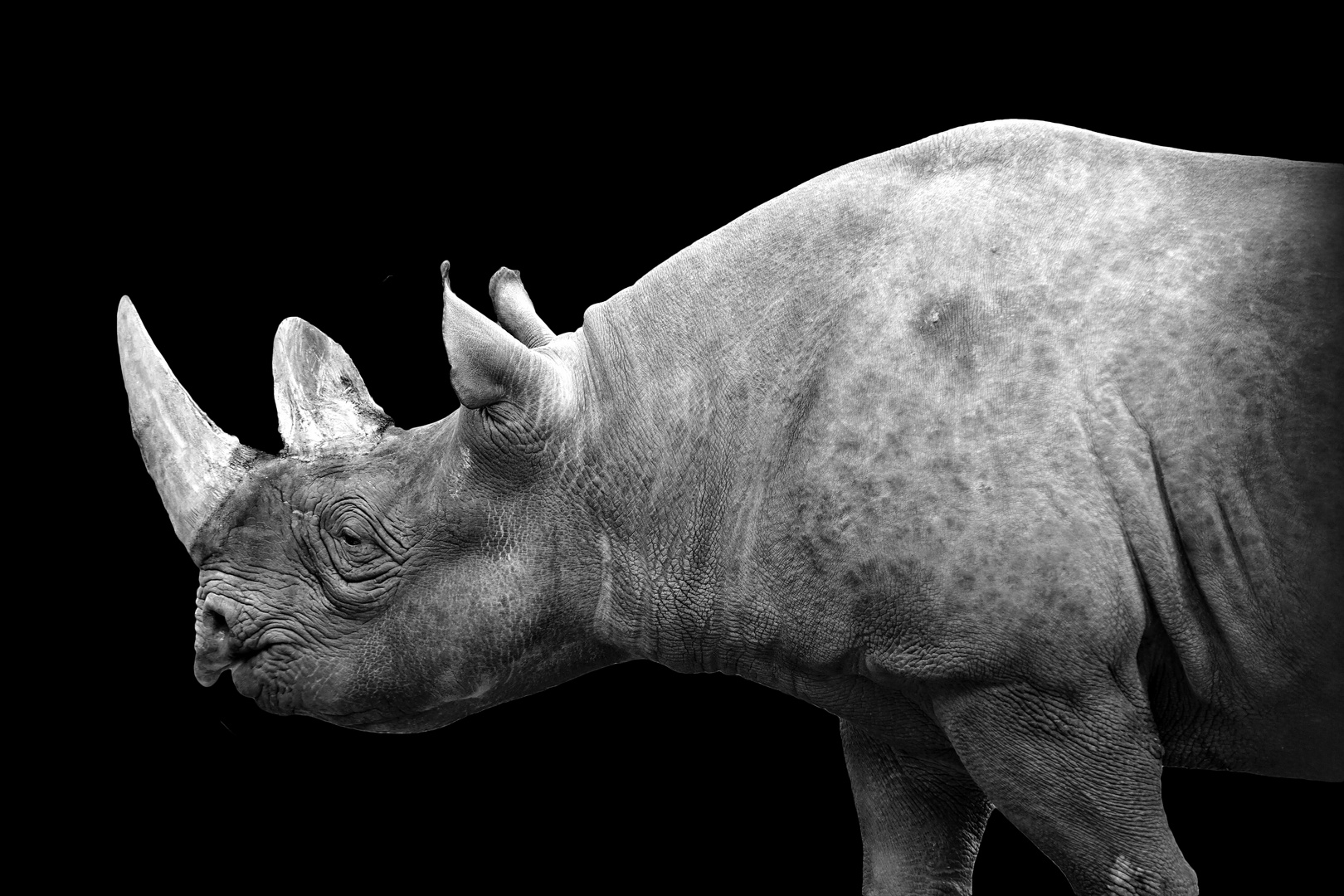 Nashorn im Kölner Zoo