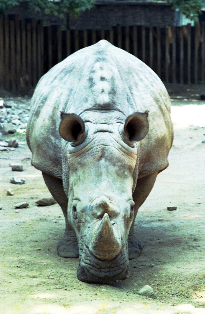 Nashorn im Kölner Zoo