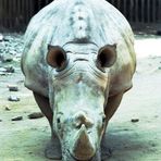 Nashorn im Kölner Zoo