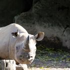 Nashorn im Krefelder Zoo