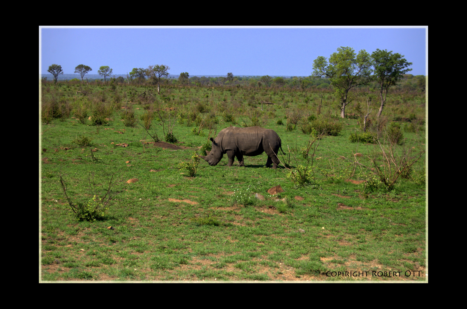 Nashorn im Krüger Nationalpark