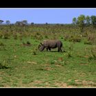 Nashorn im Krüger Nationalpark