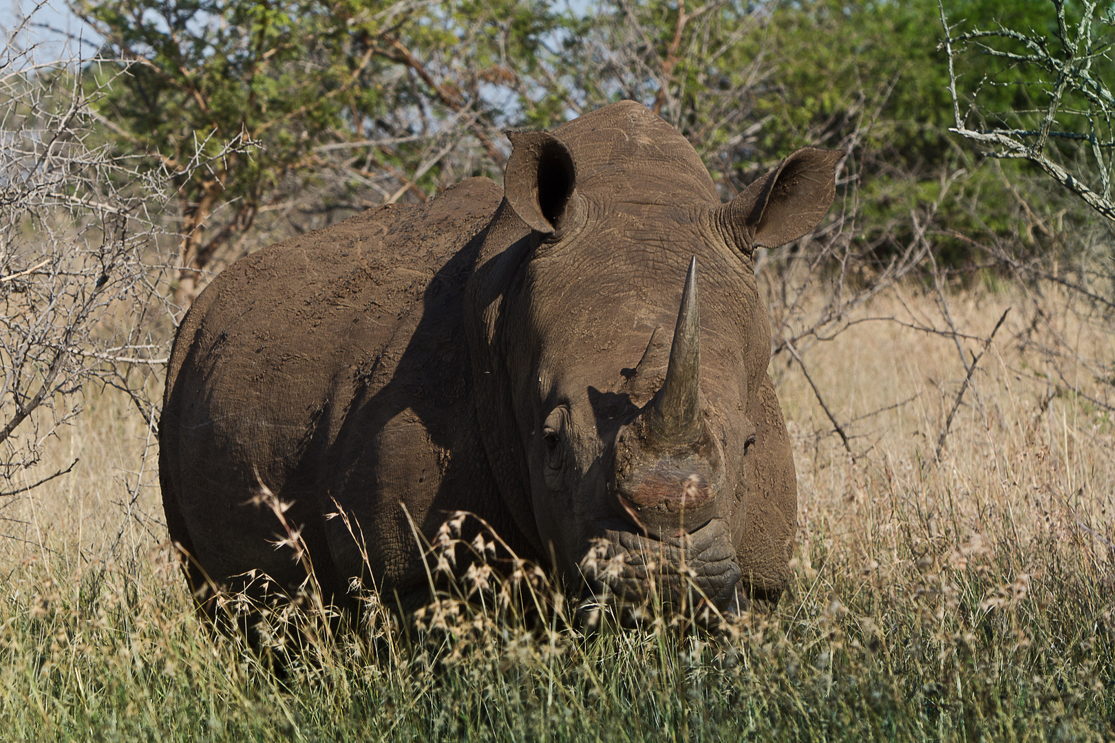 Nashorn im Krüger Park