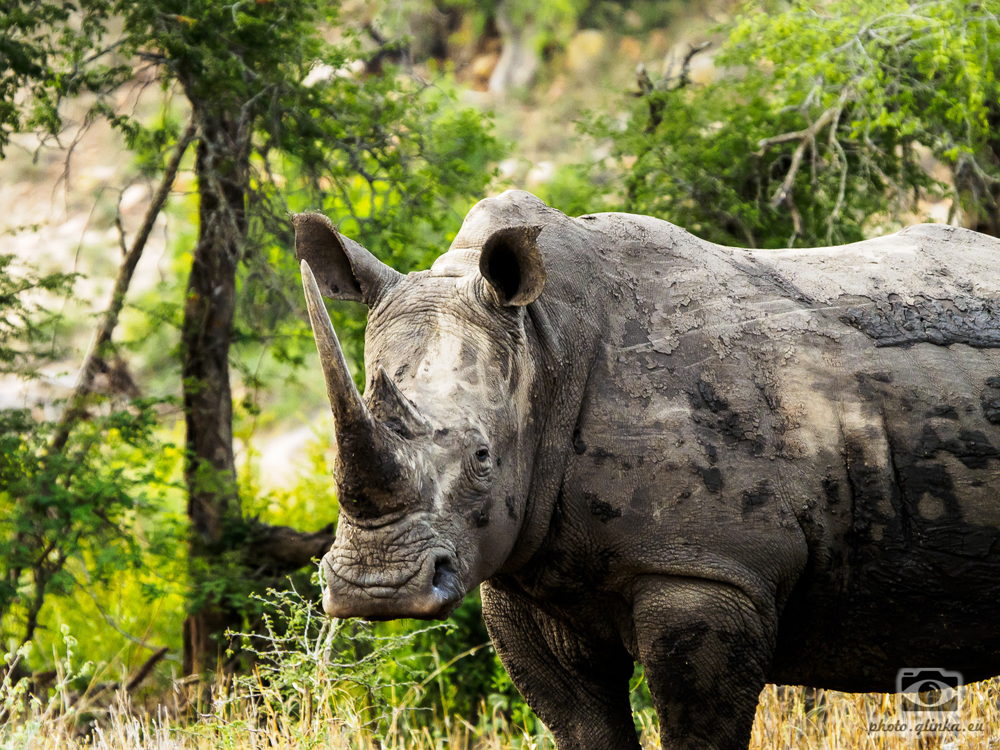 Nashorn im Krugerpark