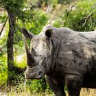 Nashorn im Krugerpark