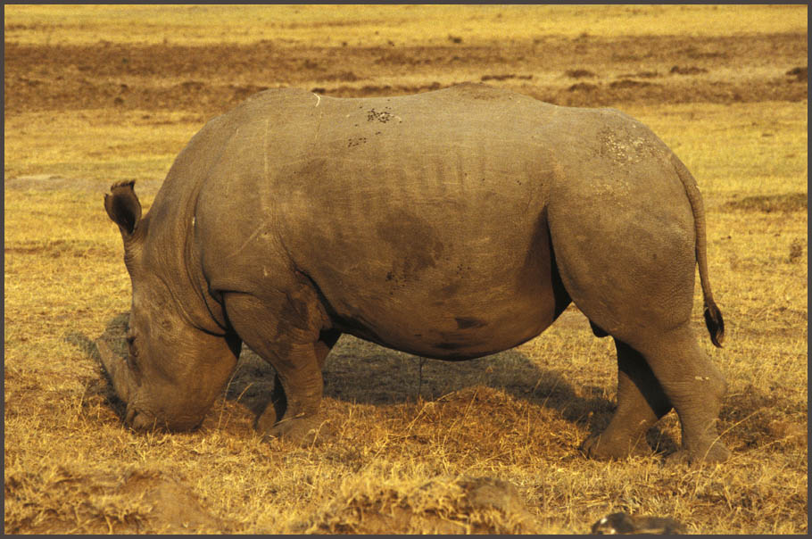 Nashorn im Lake Nakuru Park (Kenia)