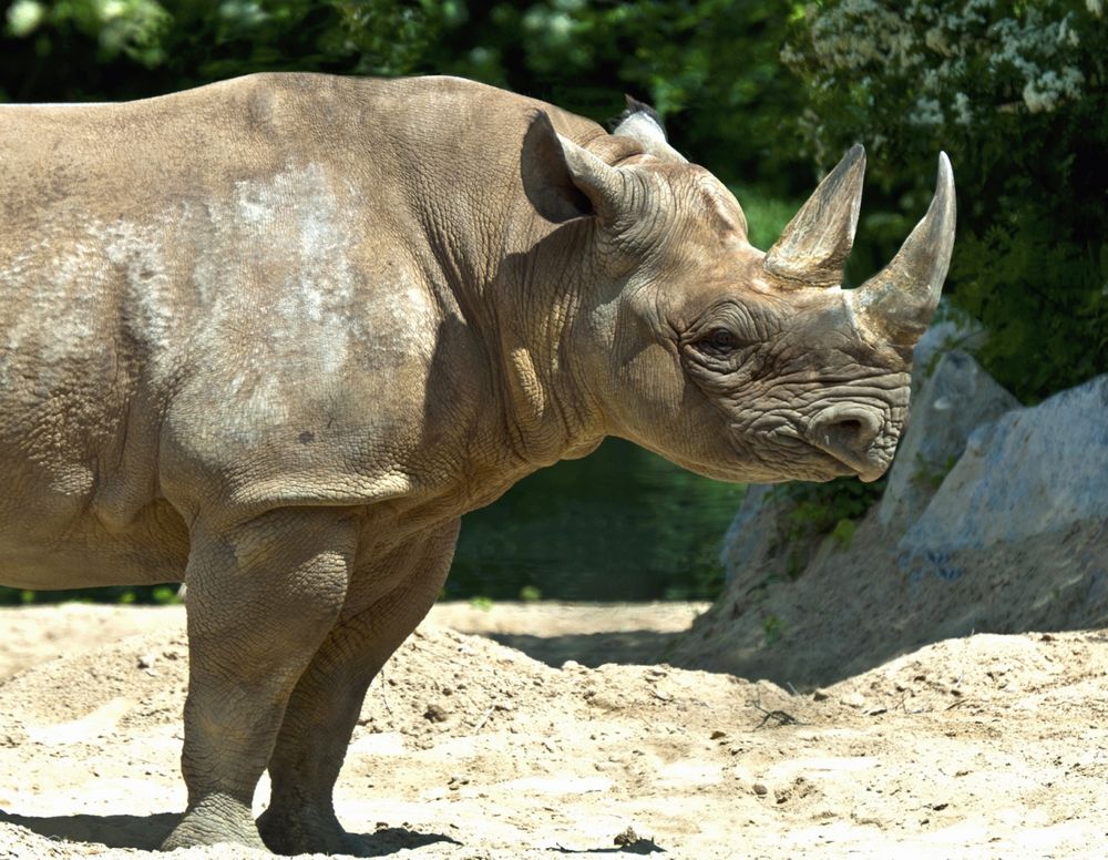 Nashorn im Leipziger Zoo