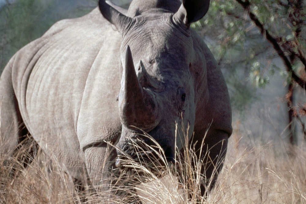 Nashorn im Pilanesberg National Park