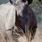 Nashorn im Pilanesberg National Park