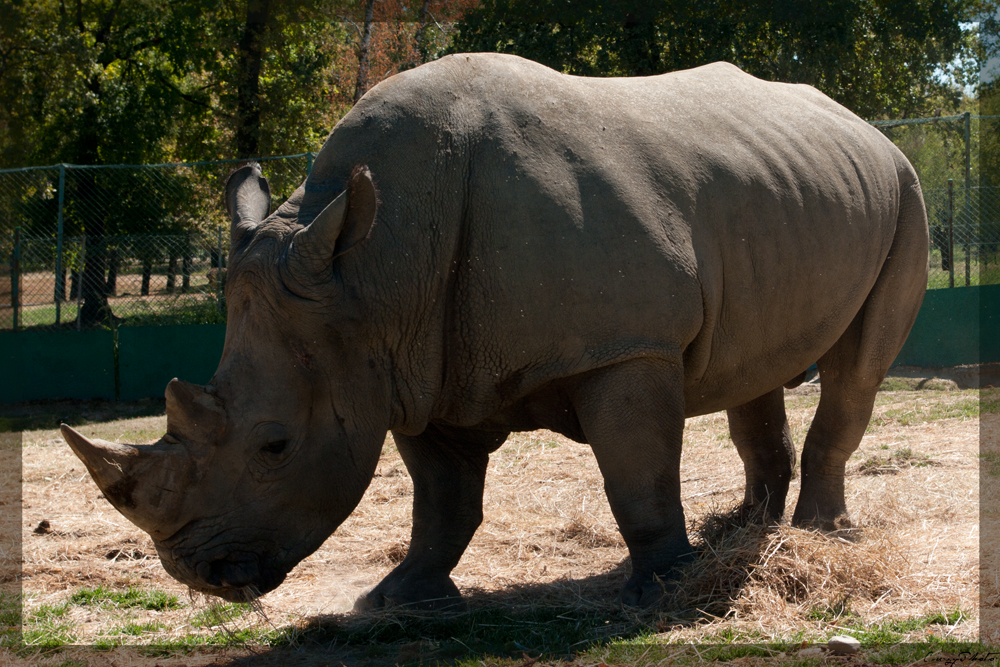 Nashorn im Safari Park Pombia