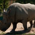 Nashorn im Safari Park Pombia