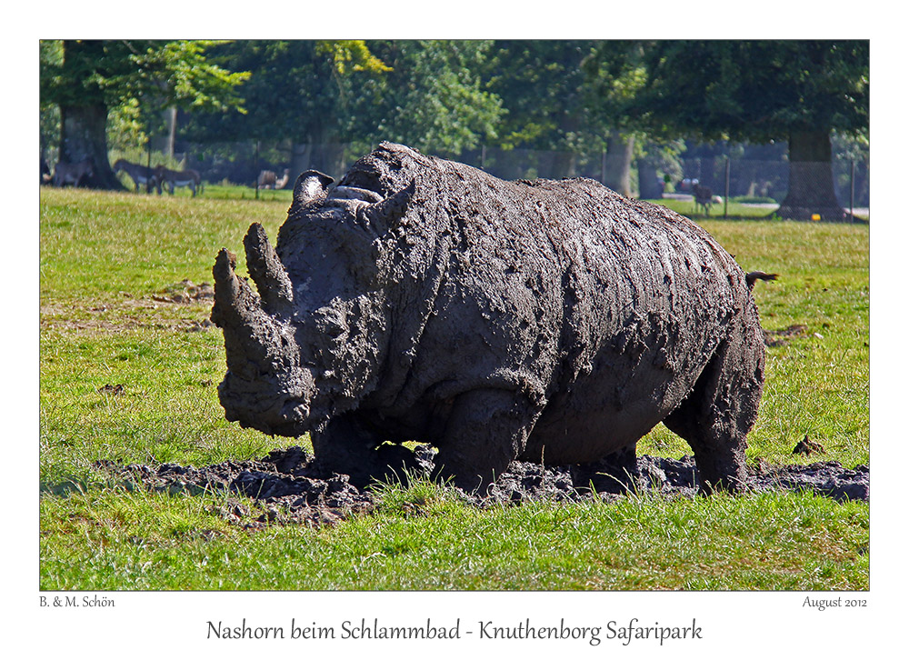 Nashorn im Schlamm