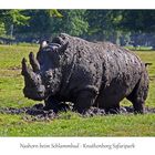 Nashorn im Schlamm