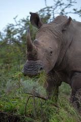 Nashorn im Shamwari Game Reserve