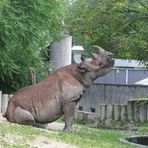 Nashorn im Sitz...oder die süsesten Früchte hängen hoch