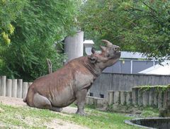 Nashorn im Sitz...oder die süsesten Früchte hängen hoch