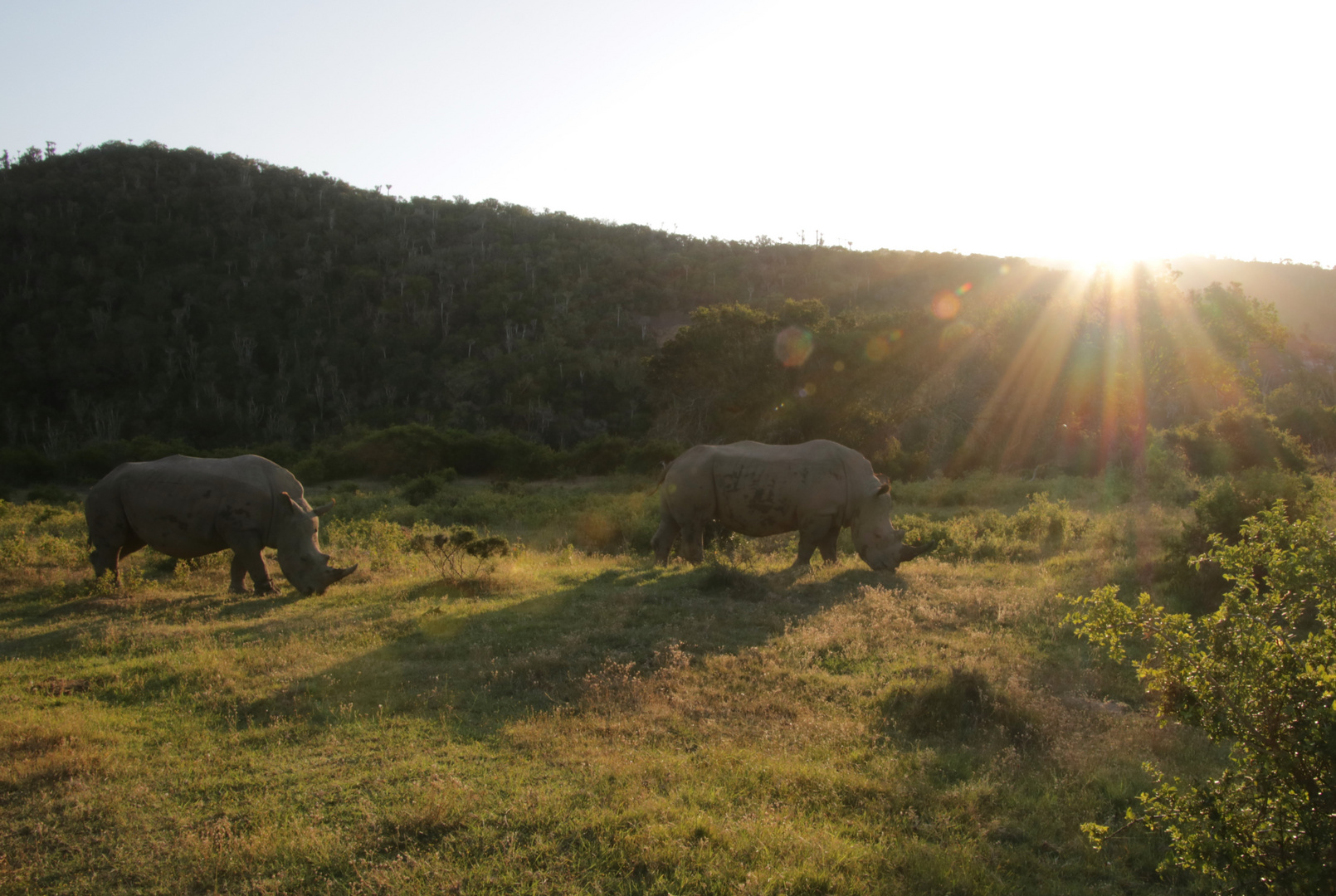 Nashorn im Sonnenlicht