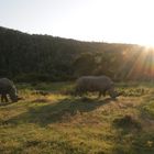 Nashorn im Sonnenlicht