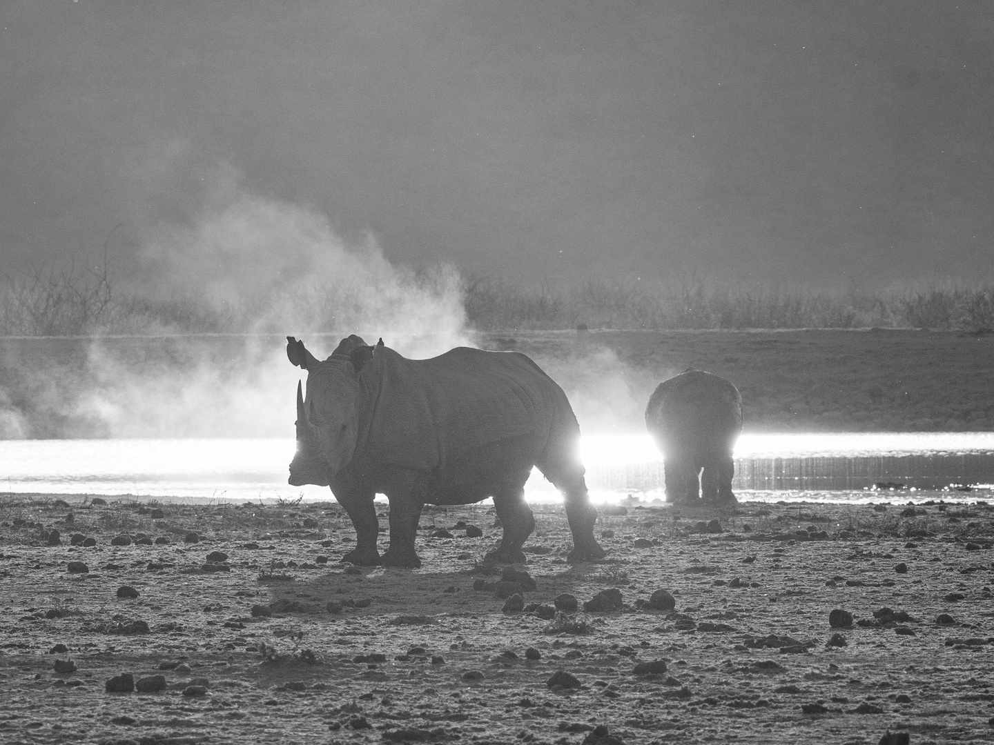 Nashorn im Sonnenuntergang