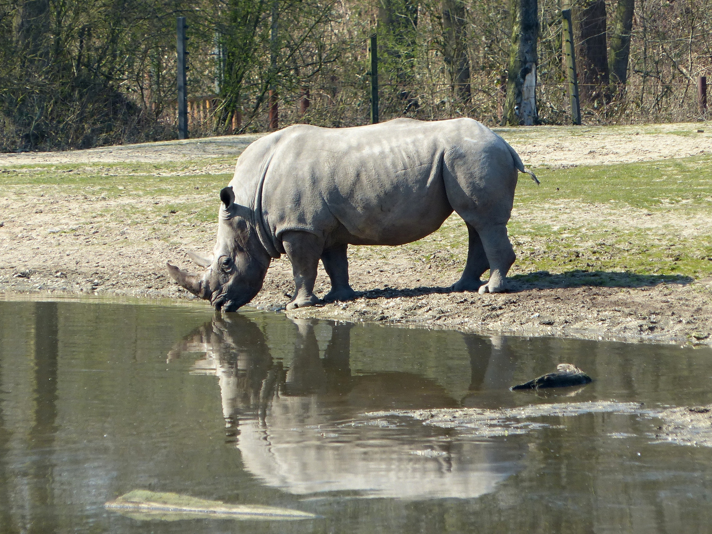 Nashorn im Spiegel