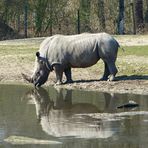 Nashorn im Spiegel