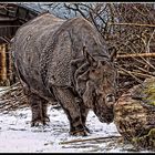 Nashorn im winterlichen Tierpark