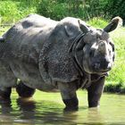 Nashorn im Zoo