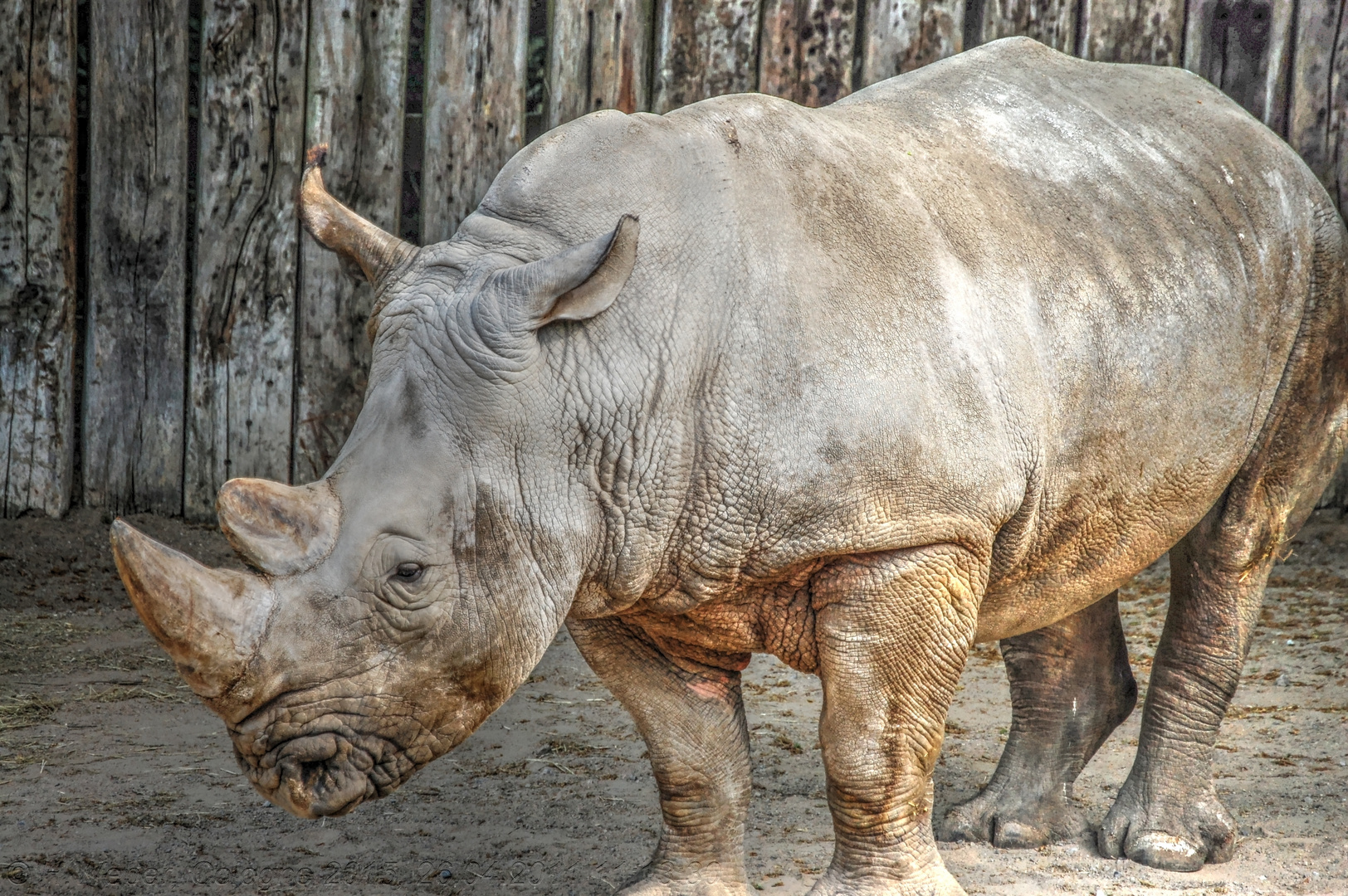 Nashorn im Zoo