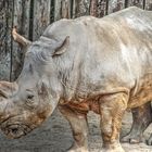 Nashorn im Zoo