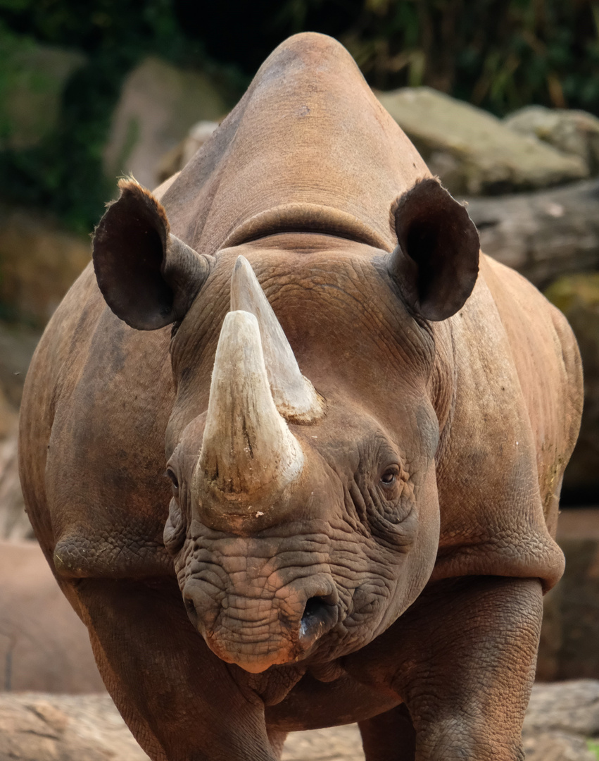 Nashorn im Zoo Hannover