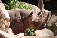 Nashorn im Zoo Hannover