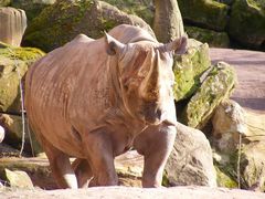Nashorn im Zoo Hannover