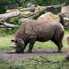 Nashorn im Zoo Leipzig