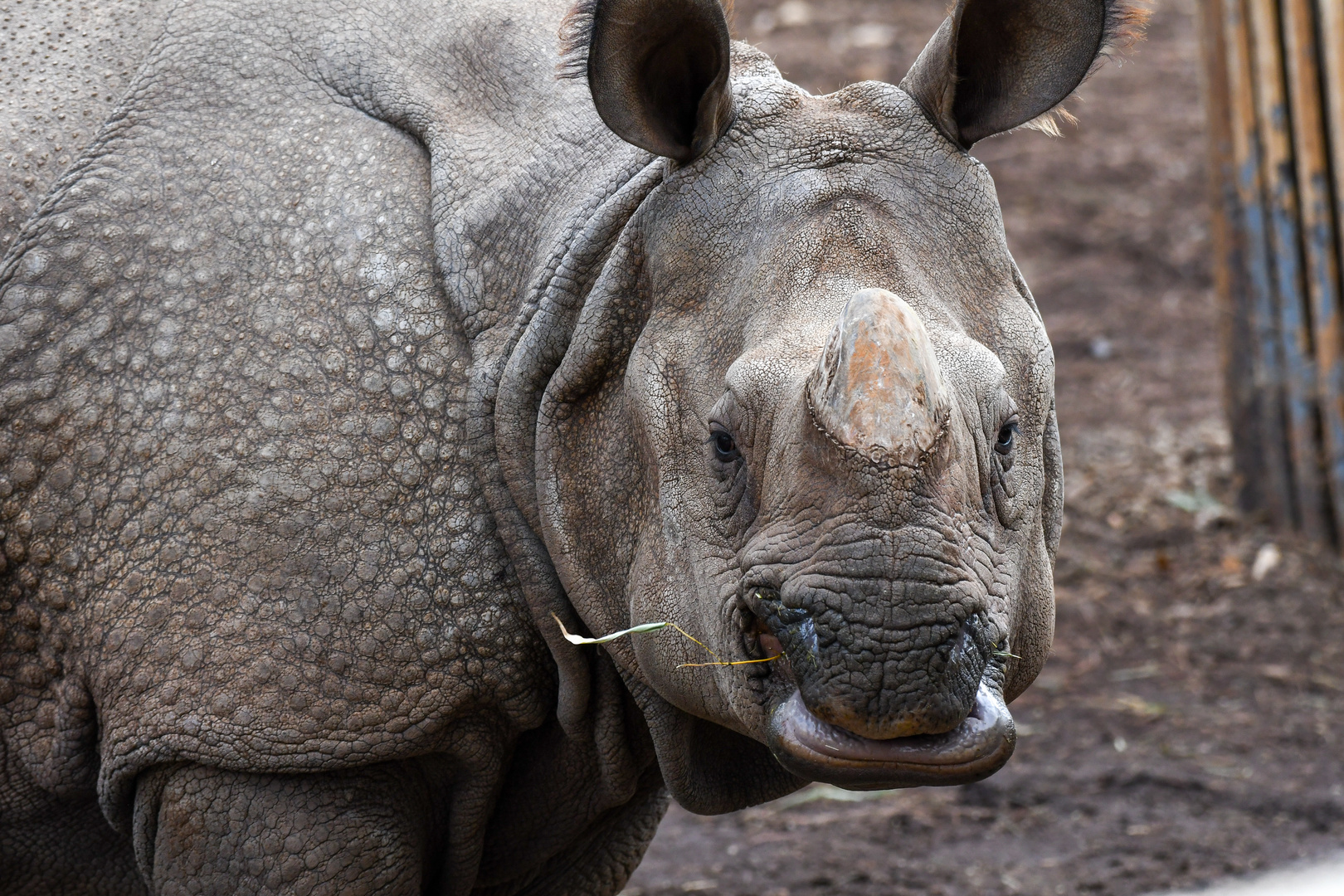 Nashorn im Zoo Madrid