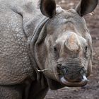 Nashorn im Zoo Madrid