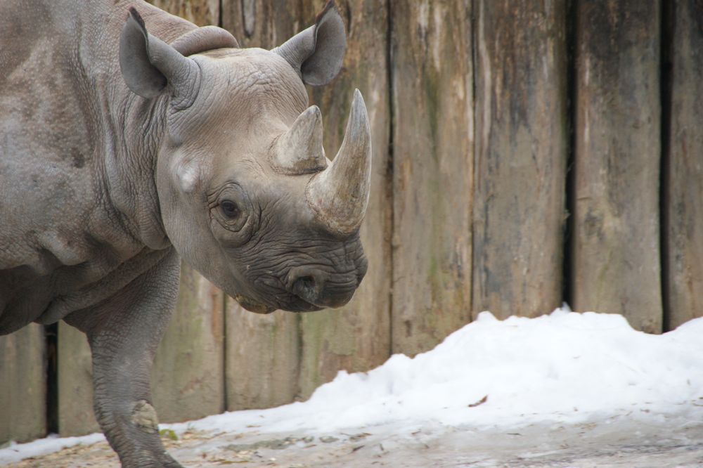 Nashorn im Züri-Zoo