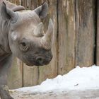 Nashorn im Züri-Zoo