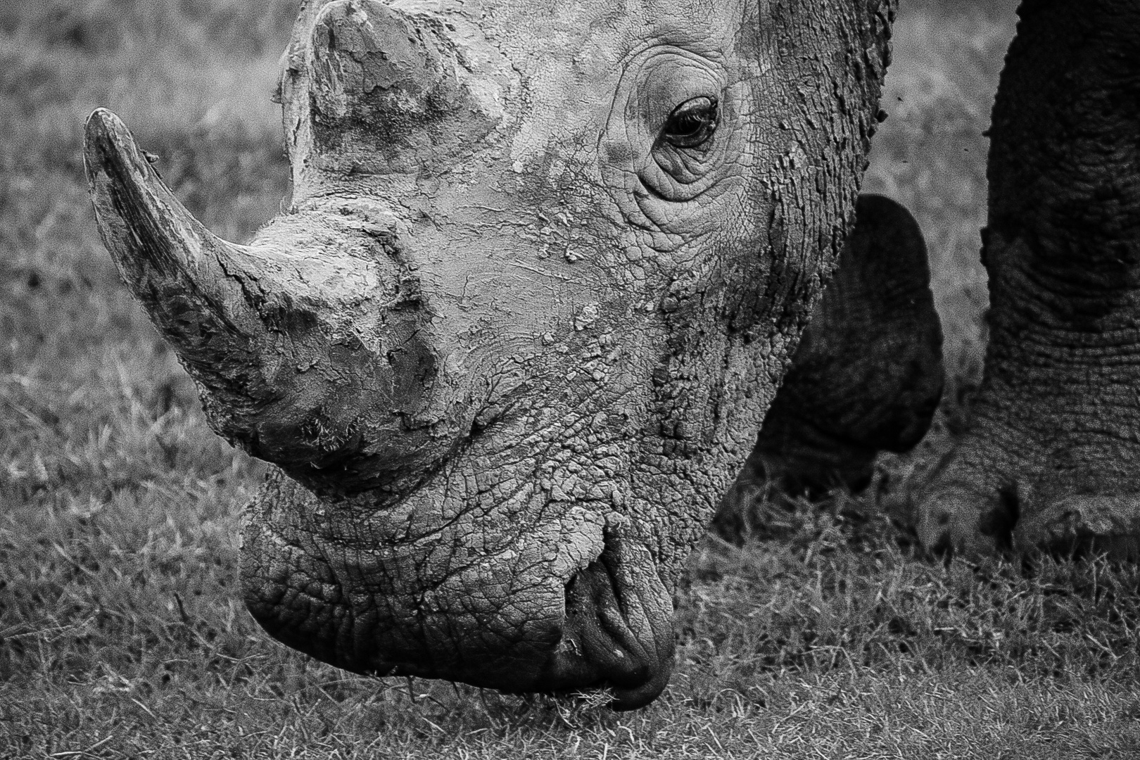 Nashorn in Black and white