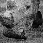 Nashorn in Black and white