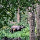 Nashorn in Chitwan