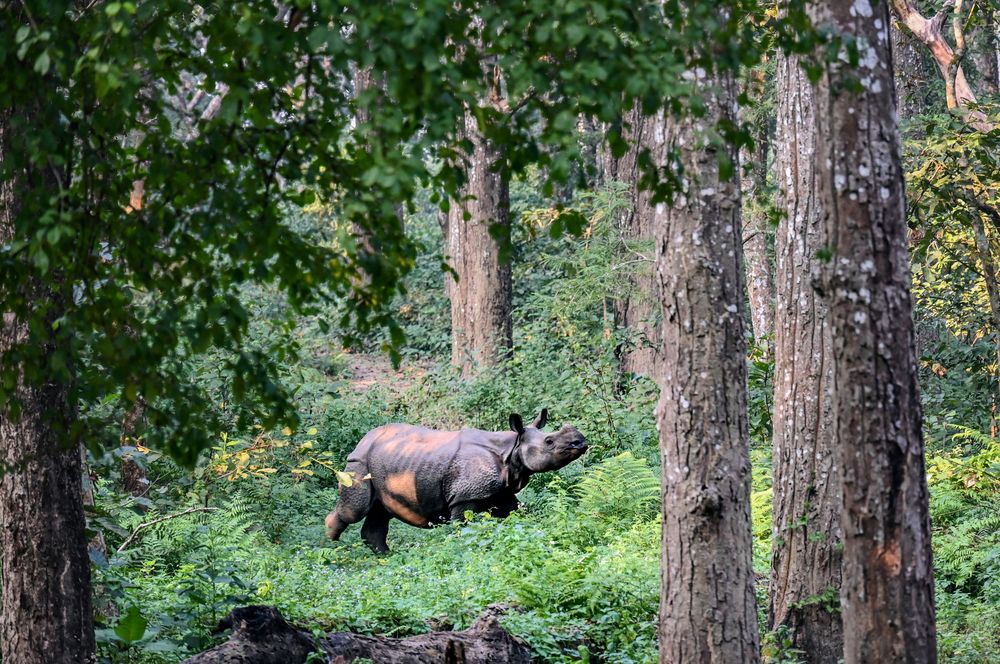 Nashorn in Chitwan