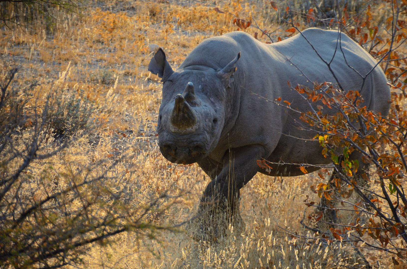 Nashorn in der Morgenröte