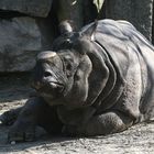 Nashorn in der Sonne