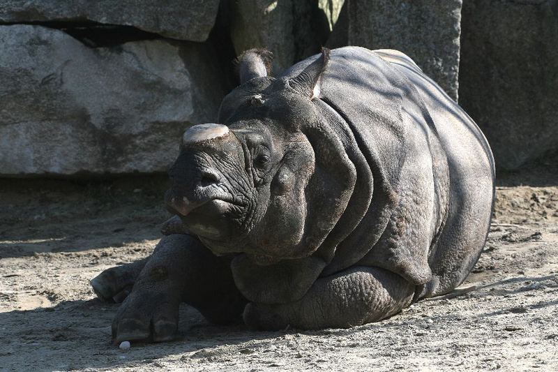 Nashorn in der Sonne