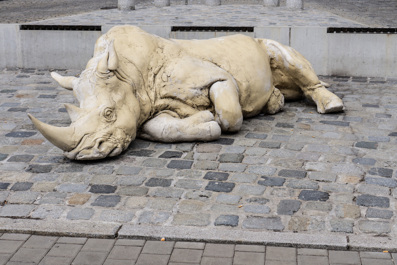 Nashorn in der Stadt