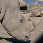 Nashorn in der Zoomworld