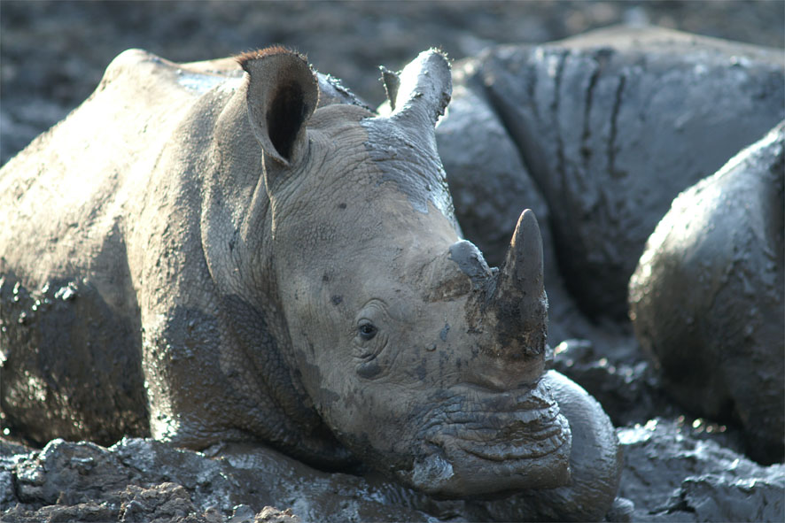 Nashorn in Fango- Packung