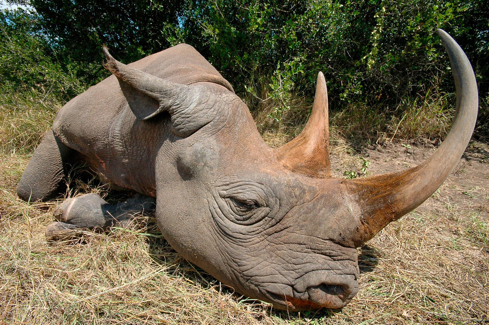 Nashorn in Kenya